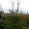 el_evropeiskaya (19)